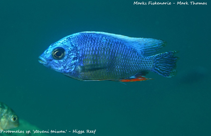 Protomelas sp. 'steveni taiwan' Higga Reef